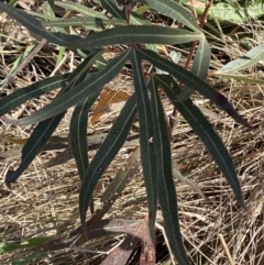 Brachychiton populneus subsp. populneus (Kurrajong) at Hughes Garran Woodland - 29 Aug 2023 by Tapirlord