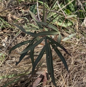 Brachychiton populneus subsp. populneus at Garran, ACT - 29 Aug 2023