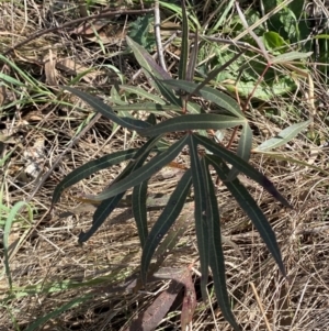 Brachychiton populneus subsp. populneus at Garran, ACT - 29 Aug 2023
