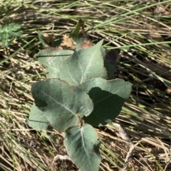 Eucalyptus bridgesiana (Apple Box) at Hughes Garran Woodland - 29 Aug 2023 by Tapirlord