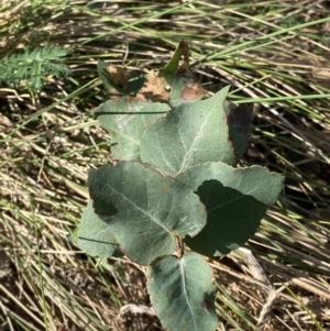 Eucalyptus bridgesiana at Garran, ACT - 29 Aug 2023