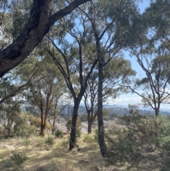 Eucalyptus bridgesiana at Garran, ACT - 29 Aug 2023
