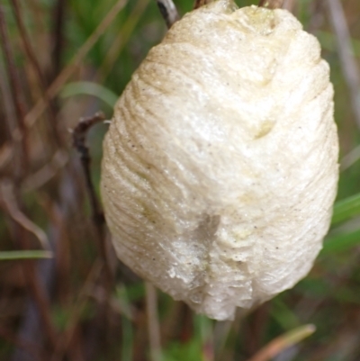 Mantodea (order) (Unidentified praying mantis) at Majura, ACT - 30 Aug 2023 by Evie