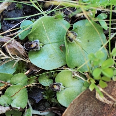 Corysanthes incurva (Slaty Helmet Orchid) at Aranda Bushland - 20 Aug 2023 by CathB