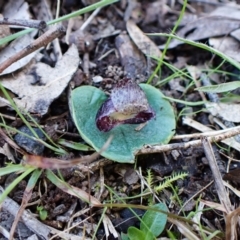 Corysanthes incurva (Slaty Helmet Orchid) by CathB