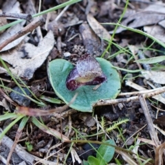 Corysanthes incurva (Slaty Helmet Orchid) at Belconnen, ACT - 25 Aug 2023 by CathB