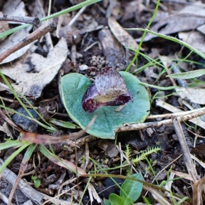 Corysanthes incurva (Slaty Helmet Orchid) by CathB