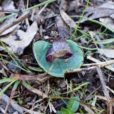 Corysanthes incurva (Slaty Helmet Orchid) at Aranda Bushland - 25 Aug 2023 by CathB