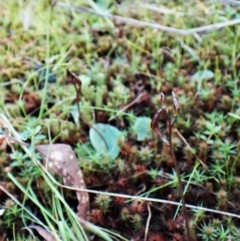Cyrtostylis reniformis (Common Gnat Orchid) at Belconnen, ACT by CathB