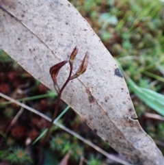 Cyrtostylis reniformis at suppressed - suppressed