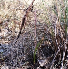 Lyperanthus suaveolens (Brown Beaks) at Aranda Bushland - 24 Aug 2023 by CathB