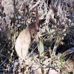 Lyperanthus suaveolens at Belconnen, ACT - 24 Aug 2023