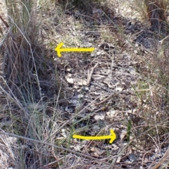 Lyperanthus suaveolens at Belconnen, ACT - suppressed