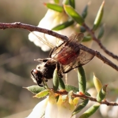 Lasioglossum (Parasphecodes) sp. (genus & subgenus) (Halictid bee) at Belconnen, ACT - 26 Aug 2023 by CathB
