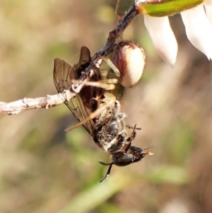 Lasioglossum (Parasphecodes) sp. (genus & subgenus) at Belconnen, ACT - 26 Aug 2023