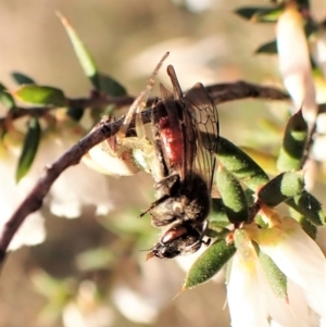 Lasioglossum (Parasphecodes) sp. (genus & subgenus) at Belconnen, ACT - 26 Aug 2023