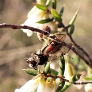 Lasioglossum (Parasphecodes) sp. (genus & subgenus) at Belconnen, ACT - 26 Aug 2023