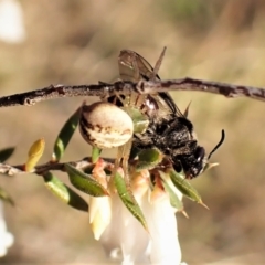 Australomisidia sp. (genus) (Flower spider) at Belconnen, ACT - 26 Aug 2023 by CathB