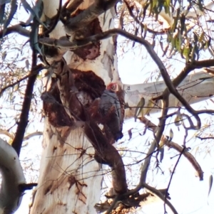 Callocephalon fimbriatum (identifiable birds) at Cook, ACT - suppressed