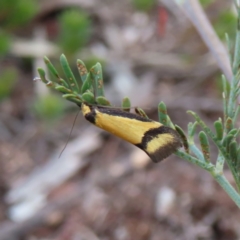 Isomoralla curriculata (A Concealer moth (Philobota Group)) at QPRC LGA - 30 Aug 2023 by MatthewFrawley