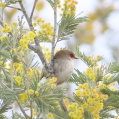 Malurus cyaneus (Superb Fairywren) at Bombay, NSW - 30 Aug 2023 by MatthewFrawley