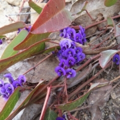 Hardenbergia violacea (False Sarsaparilla) at Bombay, NSW - 30 Aug 2023 by MatthewFrawley