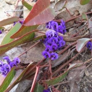 Hardenbergia violacea at Bombay, NSW - 30 Aug 2023 02:11 PM