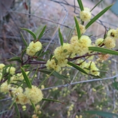 Acacia siculiformis (Dagger Wattle) at QPRC LGA - 30 Aug 2023 by MatthewFrawley