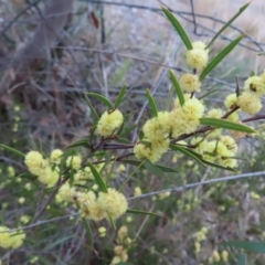 Acacia siculiformis at Bombay, NSW - 30 Aug 2023 02:14 PM