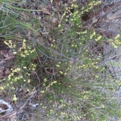 Acacia siculiformis at Bombay, NSW - 30 Aug 2023 02:14 PM