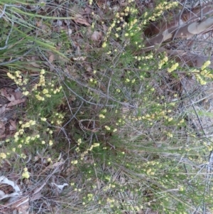 Acacia siculiformis at Bombay, NSW - 30 Aug 2023 02:14 PM