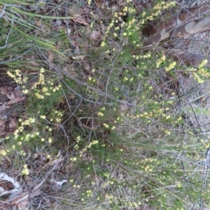 Acacia siculiformis at Bombay, NSW - 30 Aug 2023