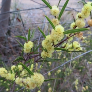 Acacia siculiformis at Bombay, NSW - 30 Aug 2023