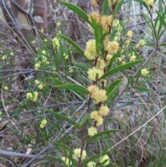 Acacia siculiformis at Bombay, NSW - 30 Aug 2023 02:14 PM