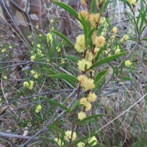 Acacia siculiformis at Bombay, NSW - 30 Aug 2023 02:14 PM