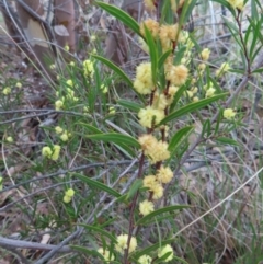 Acacia siculiformis at Bombay, NSW - 30 Aug 2023