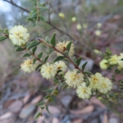 Acacia gunnii (Ploughshare Wattle) at QPRC LGA - 30 Aug 2023 by MatthewFrawley