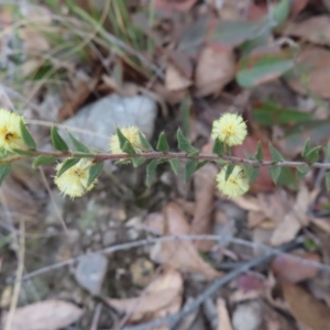 Acacia gunnii at Bombay, NSW - 30 Aug 2023