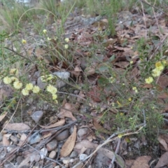 Acacia gunnii at Bombay, NSW - 30 Aug 2023