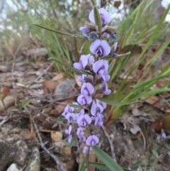 Hovea heterophylla (Common Hovea) at Bombay, NSW - 30 Aug 2023 by MatthewFrawley