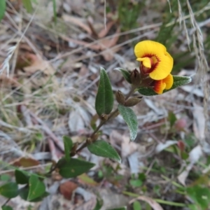 Mirbelia platylobioides at Bombay, NSW - 30 Aug 2023