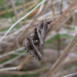 Dichromodes stilbiata at Bombay, NSW - 30 Aug 2023