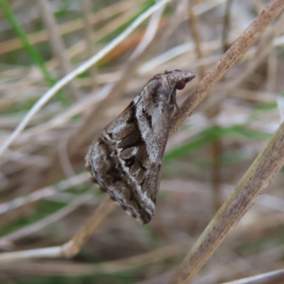 Dichromodes stilbiata (White-barred Heath Moth) at Bombay, NSW - 30 Aug 2023 by MatthewFrawley