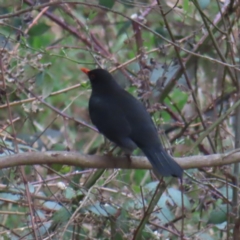 Turdus merula (Eurasian Blackbird) at QPRC LGA - 30 Aug 2023 by MatthewFrawley