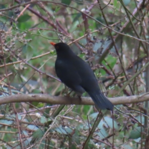 Turdus merula at Braidwood, NSW - 30 Aug 2023