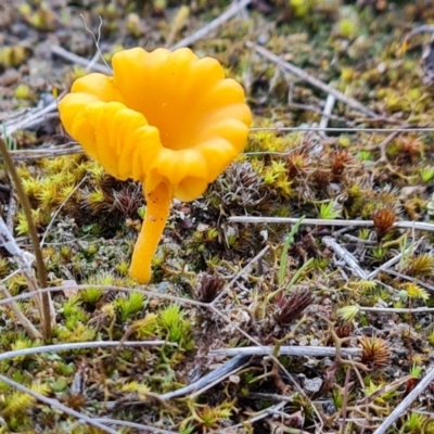 Lichenomphalia chromacea (Yellow Navel) at Jerrabomberra, ACT - 30 Aug 2023 by Mike