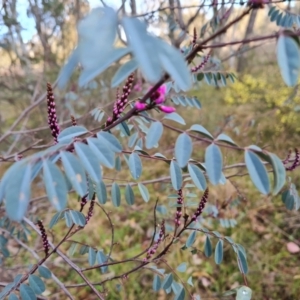 Indigofera australis subsp. australis at Jerrabomberra, ACT - 30 Aug 2023