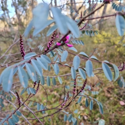 Indigofera australis subsp. australis (Australian Indigo) at Jerrabomberra, ACT - 30 Aug 2023 by Mike