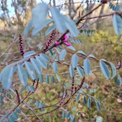 Indigofera australis subsp. australis (Australian Indigo) at Isaacs Ridge - 30 Aug 2023 by Mike