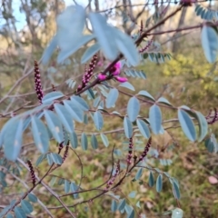 Indigofera australis subsp. australis (Australian Indigo) at Isaacs Ridge and Nearby - 30 Aug 2023 by Mike